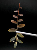 Marcgravia sp el coca [10-leaf cutting]