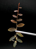 Marcgravia sp el coca [10-leaf cutting]