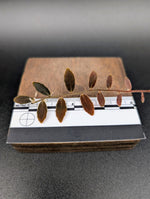 Marcgravia sp el coca [10-leaf cutting]