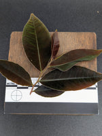Marcgravia sp el coca, mature [5-leaf cutting]