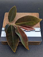 Marcgravia sp el coca, mature [5-leaf cutting]