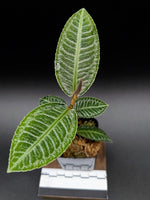 Ardisia sp. sumbar [non-exact]