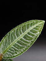 Ardisia sp. sumbar [non-exact]