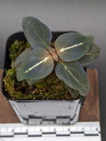 Sonerila sp. northern lights [non-exact]