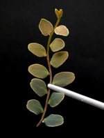 Marcgravia sp. lime condor [10-leaf cutting]
