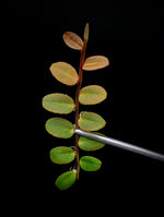 Marcgravia aff coriacea [10-leaf cutting] (coriacae)