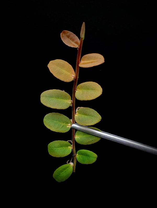 Marcgravia aff coriacea [10-leaf cutting] (coriacae)