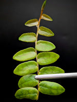 Marcgravia sp. bastimentos [10-leaf cutting]