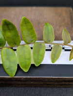 Marcgravia sp. bastimentos [10-leaf cutting]