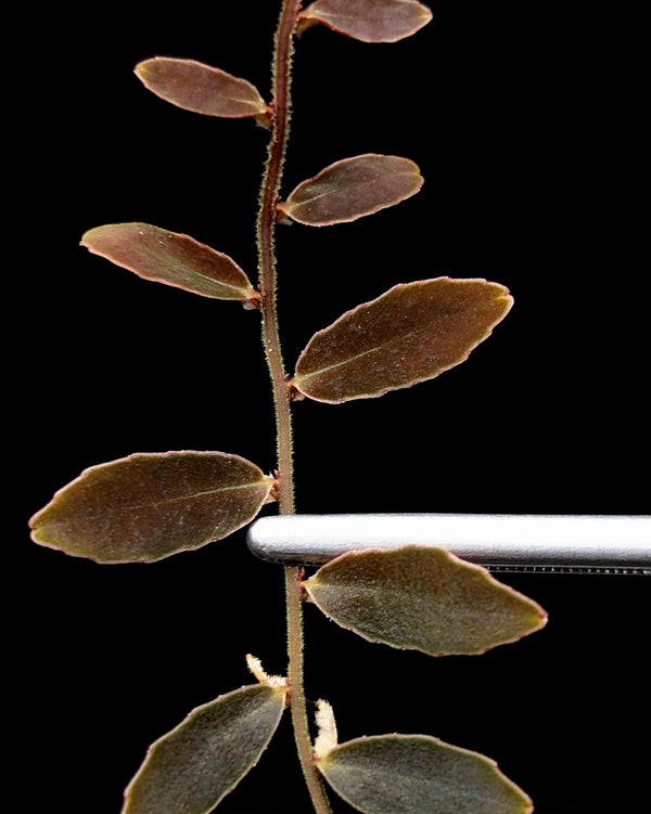 Marcgravia sp el coca [10-leaf cutting]