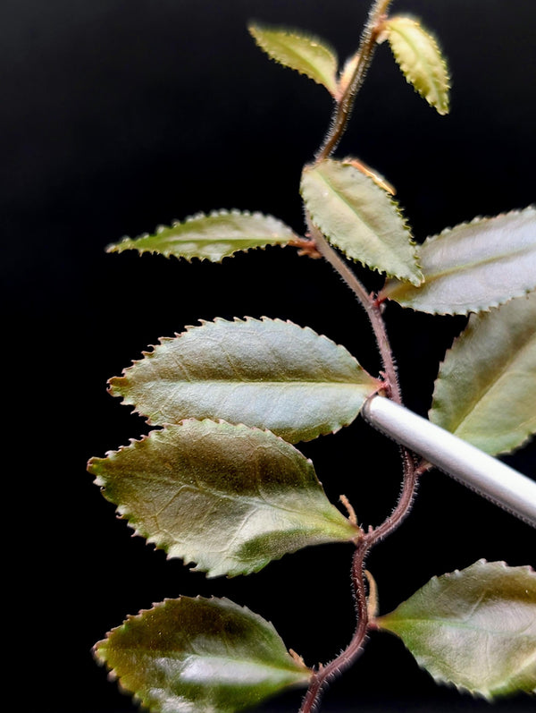 Marcgravia sp dark serrated [10-leaf cutting]