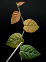 Ficus villosa mini blue [cutting]
