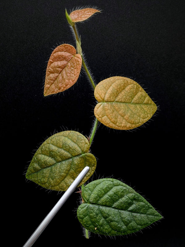 Ficus villosa mini blue [cutting]