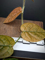 Ficus villosa mini blue [cutting]