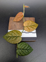 Ficus villosa mini blue [cutting]