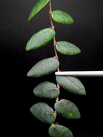 Ficus sp. North Sumatra [cutting]