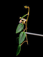 Begonia elaegnifolia [cutting]
