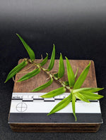 Freycinetia sp. papua [cutting]