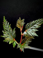 Begonia bipinnatifida [cutting]