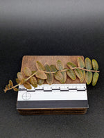 Micrechites aff. serpyllifolius [cutting]