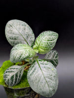 Gymnostachyum sp. Borneo [non-exact] Acanthaceae