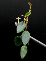 Begonia elaegnifolia [cutting]