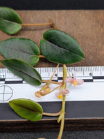 Begonia elaegnifolia [cutting]