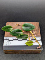 Begonia elaegnifolia [cutting]