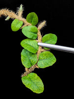 Microgramma vacciniifolia var. short leaf [cutting]