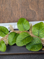 Microgramma vacciniifolia var. short leaf [cutting]