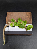Microgramma vacciniifolia var. short leaf [cutting]