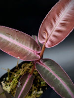 Labisia sp. red papua [non- exact]