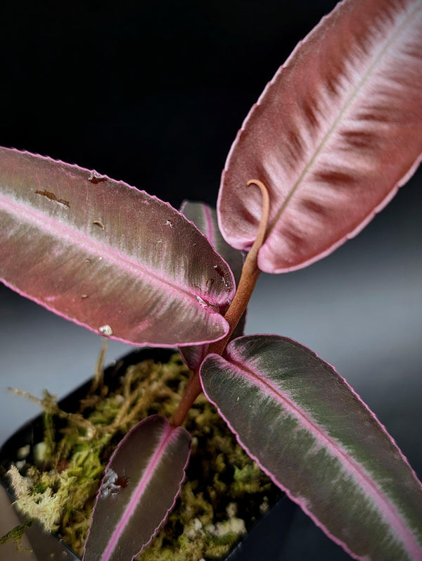 Labisia sp. red papua [non- exact]