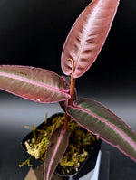 Labisia sp. red papua [non- exact]