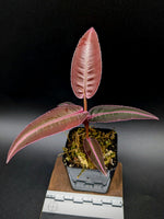 Labisia sp. red papua [non- exact]