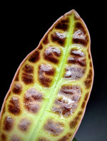 Labisia sp. turtleback [non-exact]