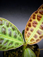 Labisia sp. turtleback [non-exact]