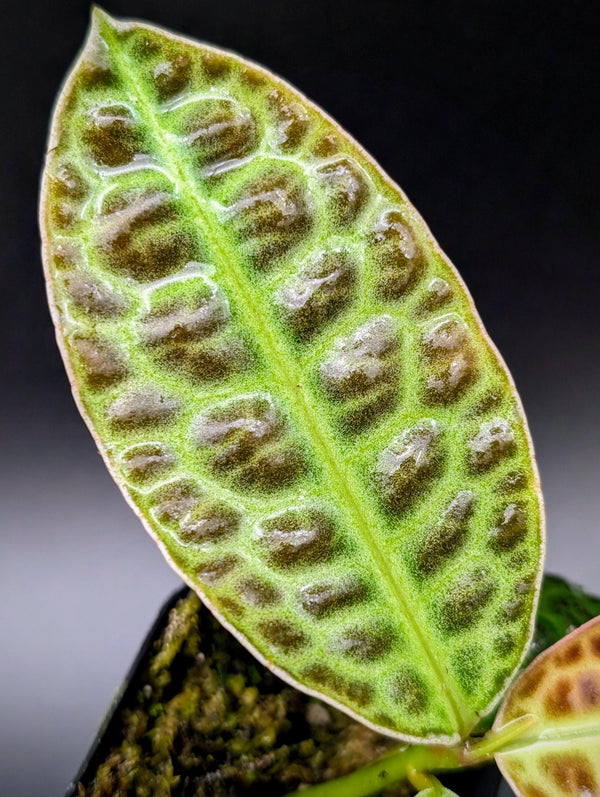 Labisia sp. turtleback [non-exact]