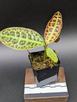 Labisia sp. turtleback [non-exact]