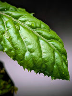 Ardisia sp. bengkulu Green form [non-exact]