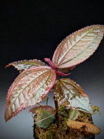 Triolena hirsuta [non-exact]