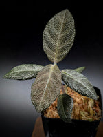 Cosmianthemum sp. kalimantan [non-exact] Acanthaceae