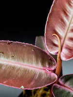 Labisia sp. red papua [non- exact]