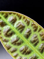 Labisia sp. turtleback [non-exact]