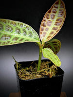 Labisia sp. turtleback [non-exact]
