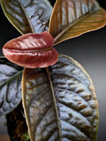 Labisia sp sabilit small [non-exact]
