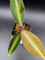 Labisia sp. kapuas hulu [non-exact]