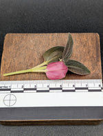 Sonerila sp. uning [cutting]