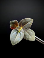 Sonerila sp. uning [cutting]