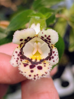 Drymonia sp., San Martin, Peru [cutting]